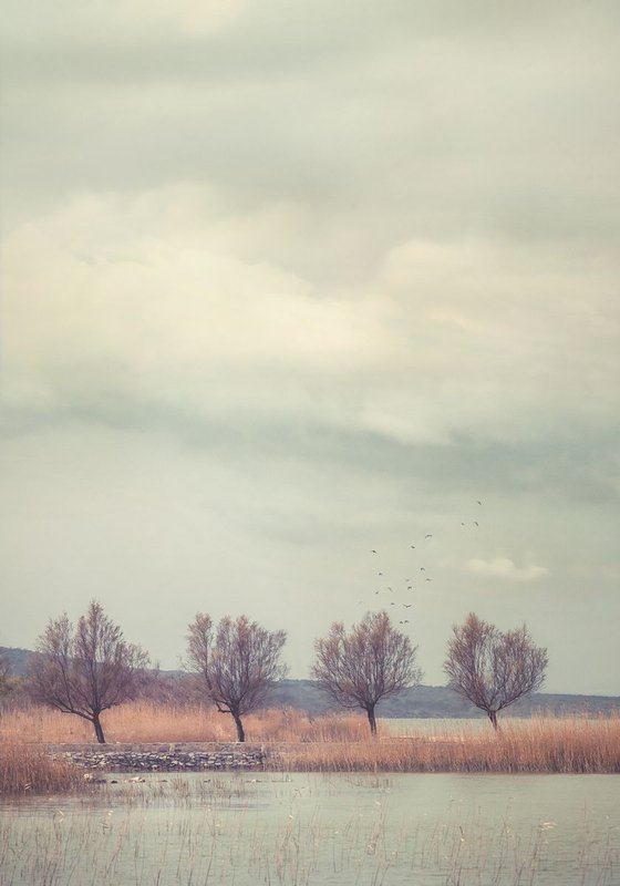 Trees on lake