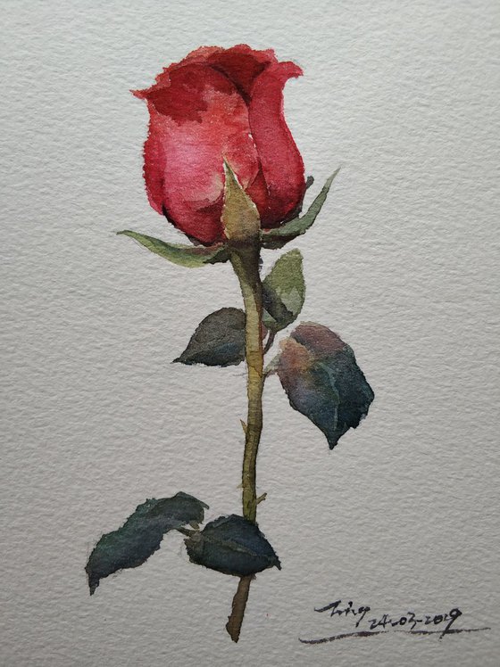 Rose 7