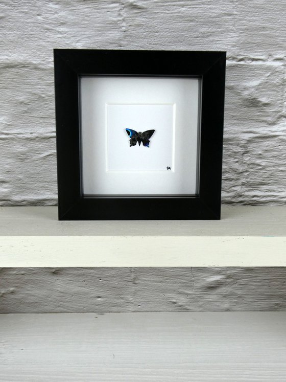 One black and Blue Butterfly