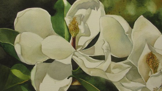 double magnolia