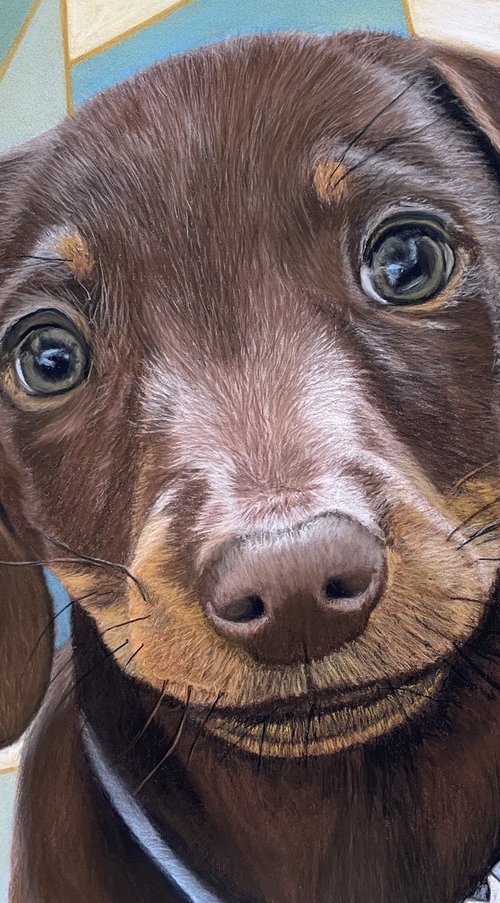 Dachshund by Anne Shaughnessy