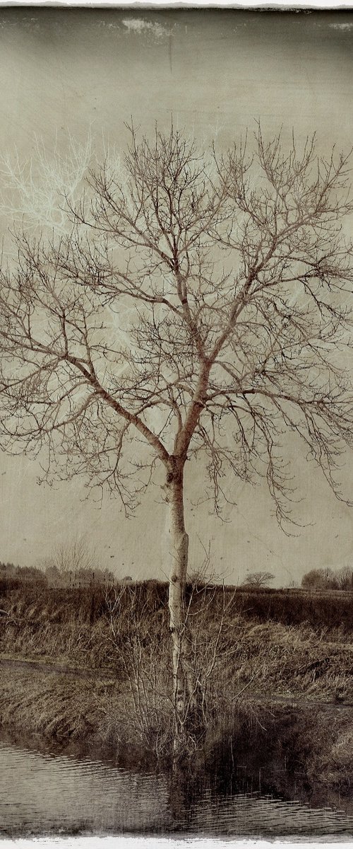 Winter Tree by Louise O'Gorman