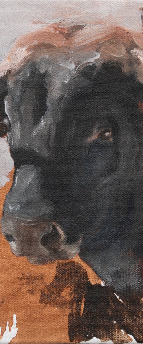 Toro Head Negro (study 17) by Zil Hoque