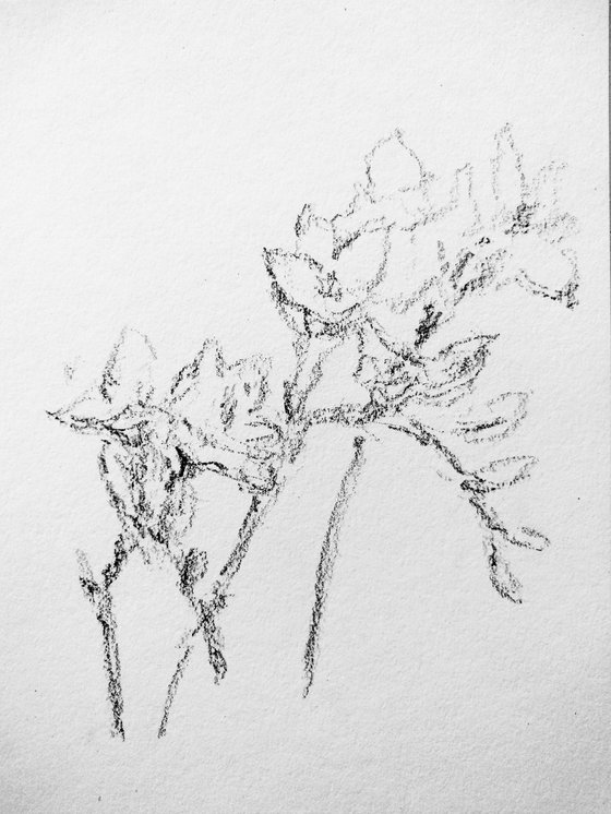 Freesias #3. Original pencil drawing.