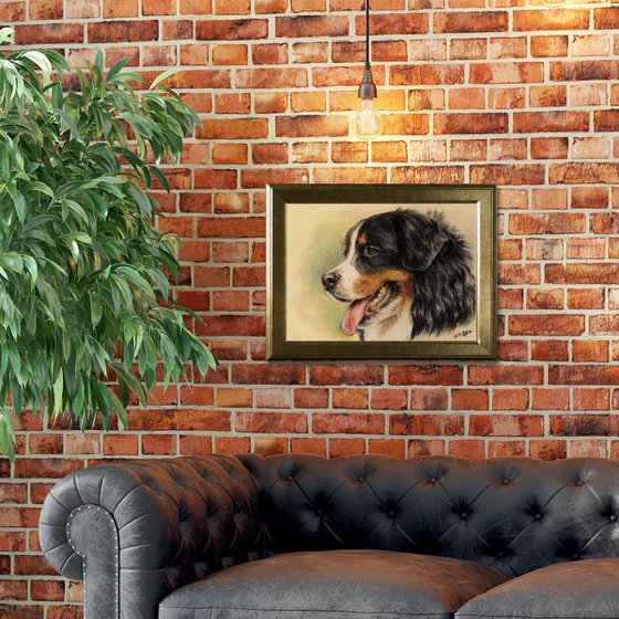 Pastel portrait of berner sennenhund