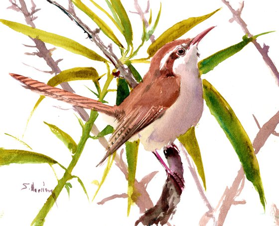 Carolina Wren