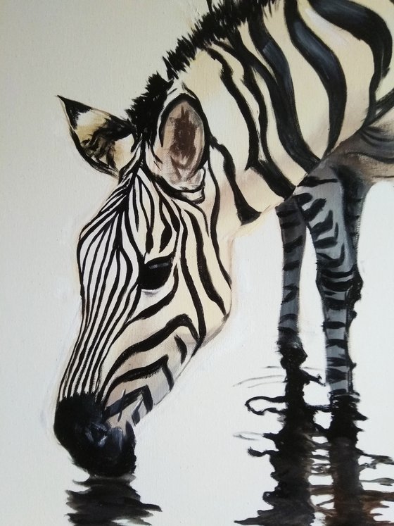 Zebra