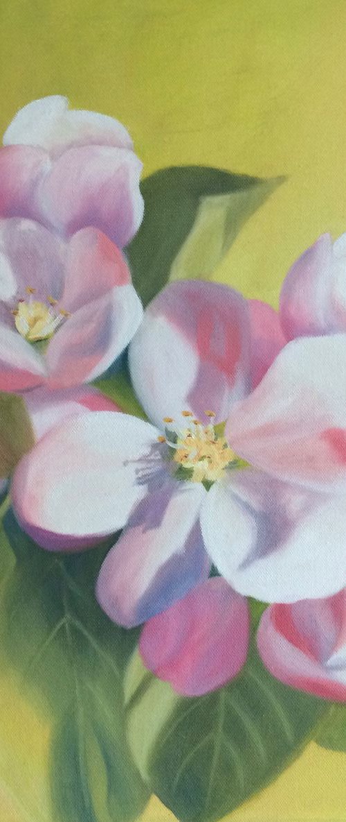 Spring is here - new apple blossoms by Silvie Wright
