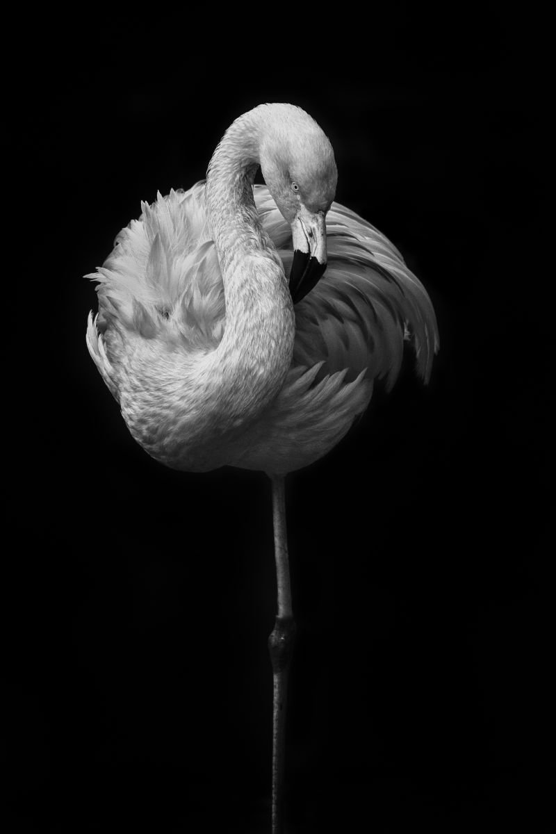 Fine art Flamingo on a black background by Paul Nash