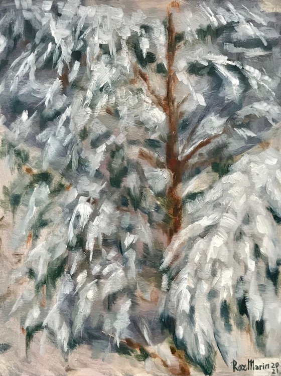 Snow spruce