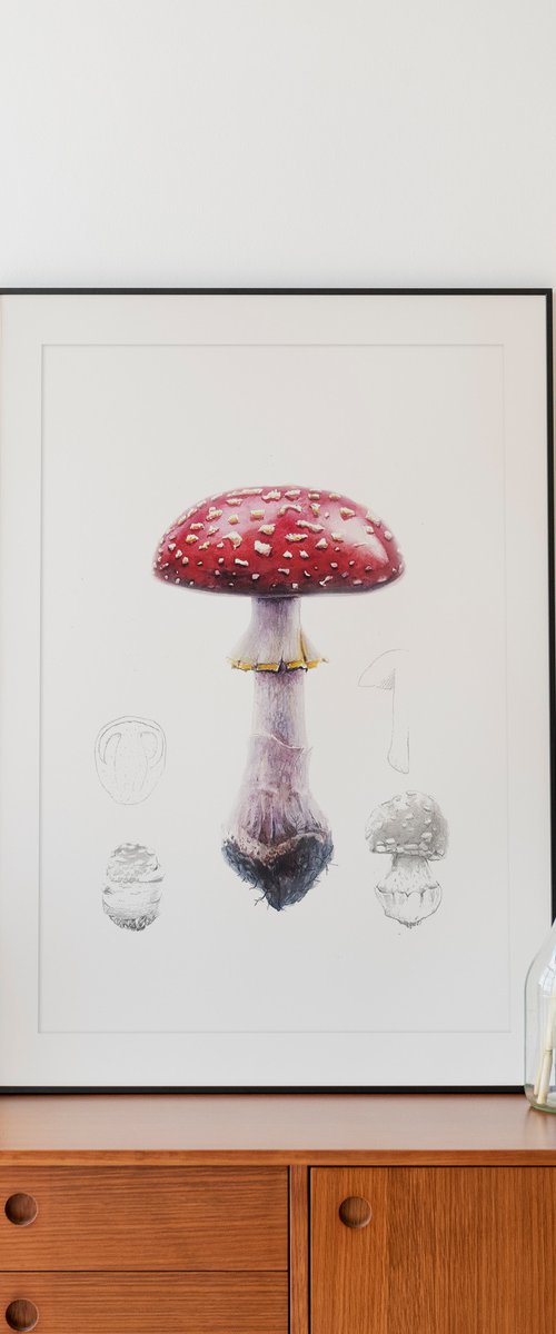 Amanita Muscaria by Dovydas Bou