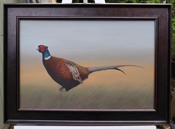 Pheasant in the Field