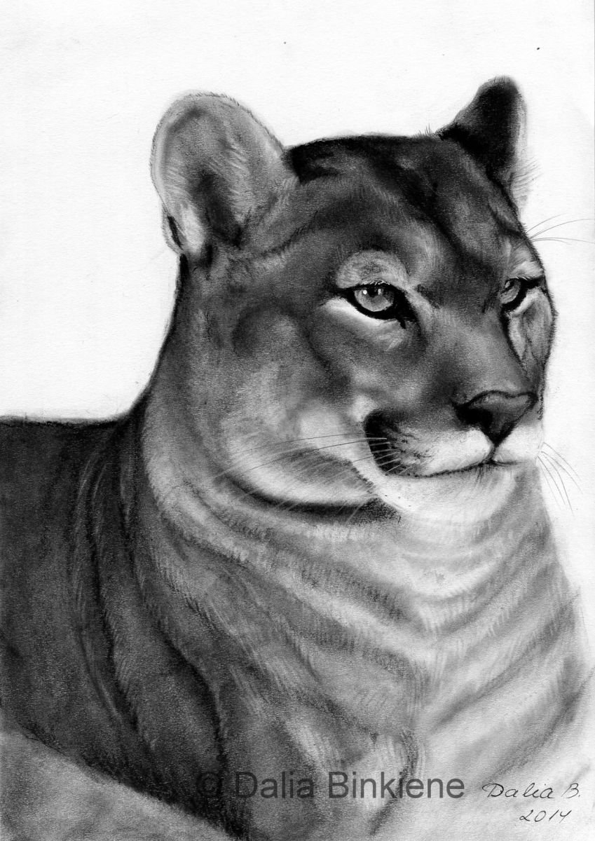 Providence Cougar Original Charcoal Drawing 18x24