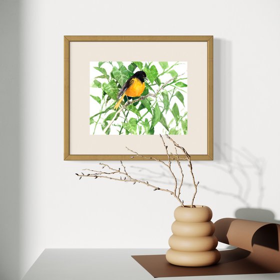 Baltimore Oriole