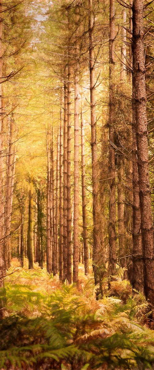 Pine Forest by Martin  Fry