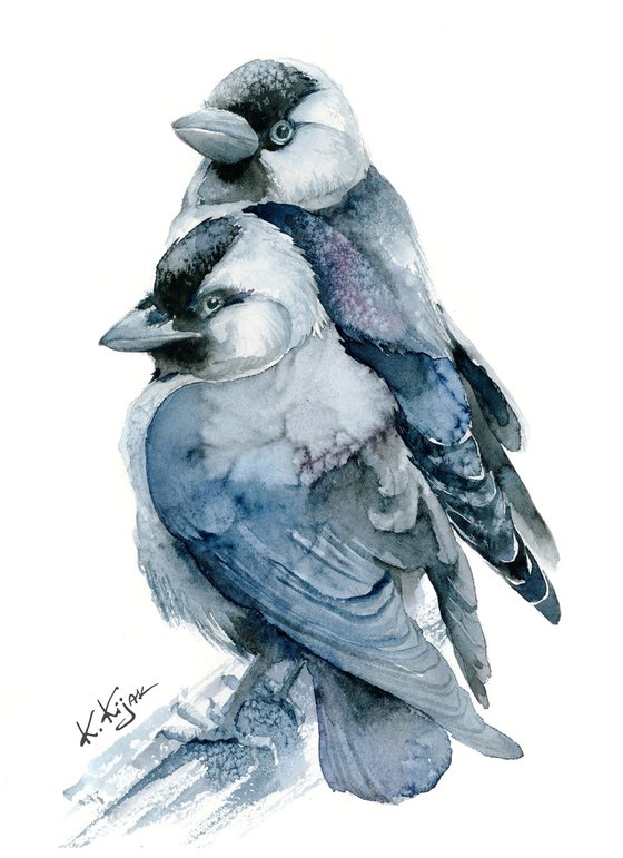 Jackdaw, black bird, wildlife watercolour