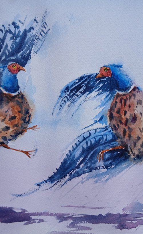 pheasant 4 by Giorgio Gosti