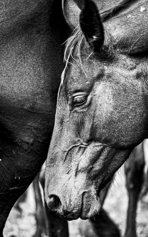 Wild Horse by Salvatore Matarazzo