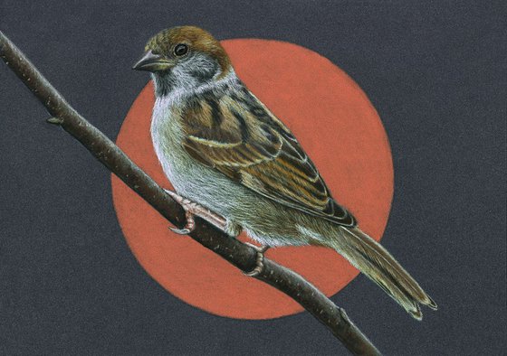 Original pastel drawing bird "Tree sparrow"