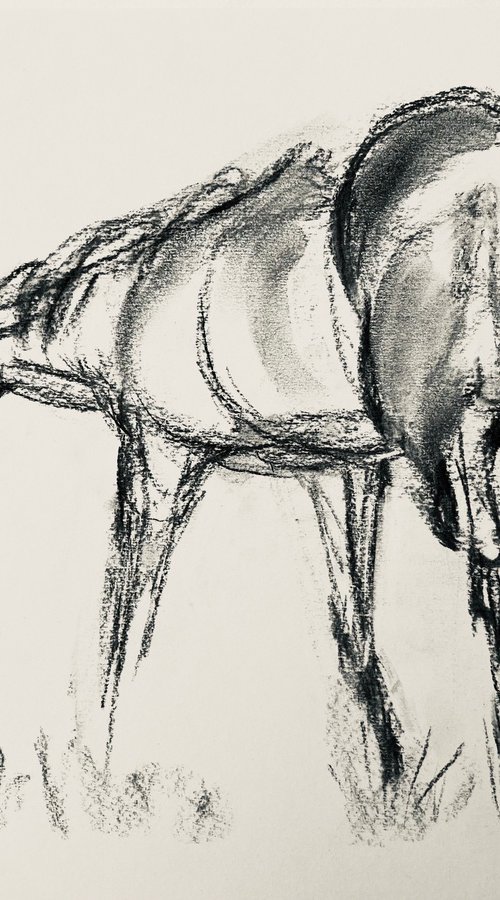 Charcoal: Sketch of Horse by Alla Semenova