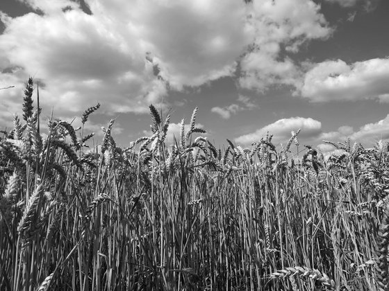 Wheatfield at Auvers 3