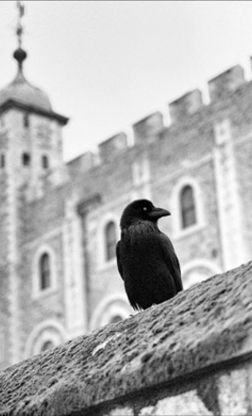 Eye of the Raven - Tower of London by Stephen Hodgetts Photography