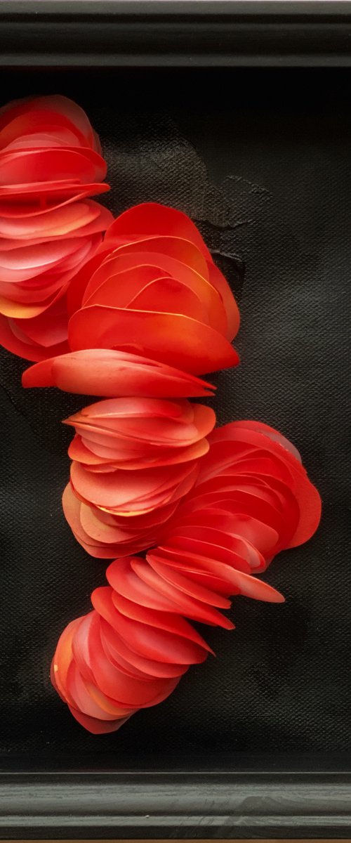 Red sea anemones by Swapna Namboodiri