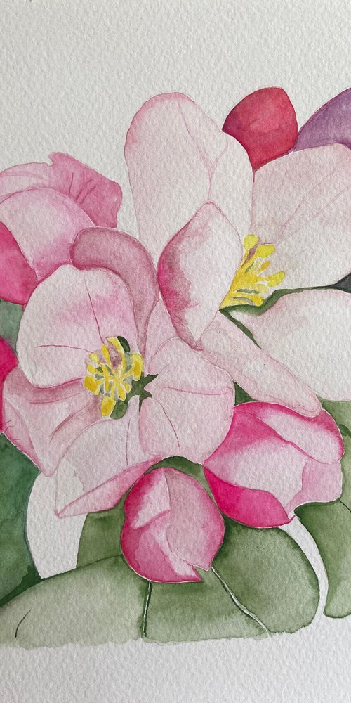 Apple blossom watercolour painting by Bethany Taylor