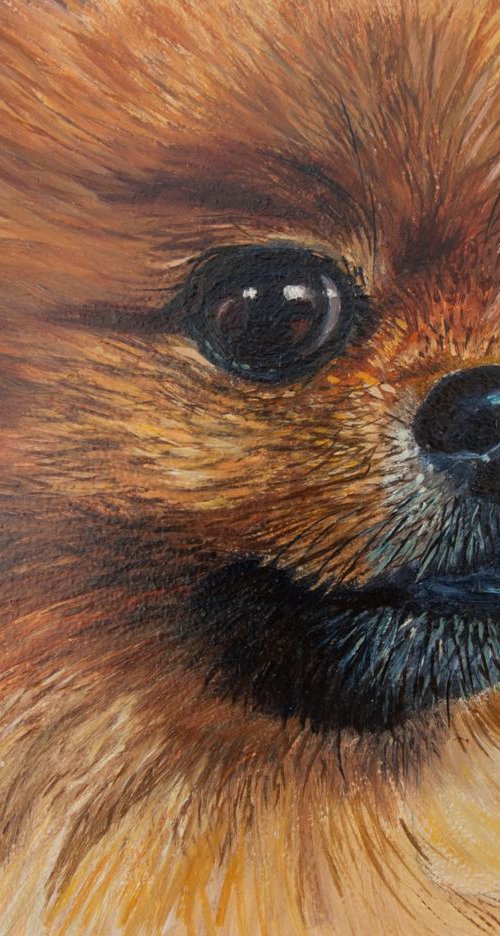 Pomeranian by Norma Beatriz Zaro
