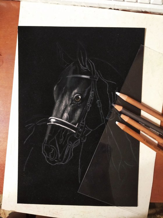 Horse Portrait