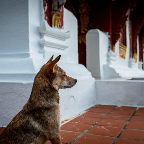 Temple Dogs of Laos No.3