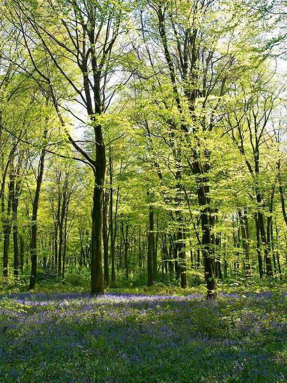 Deep in the Bluebell Woods