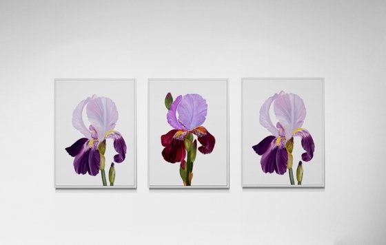 Iris flower spring, garden, botanical