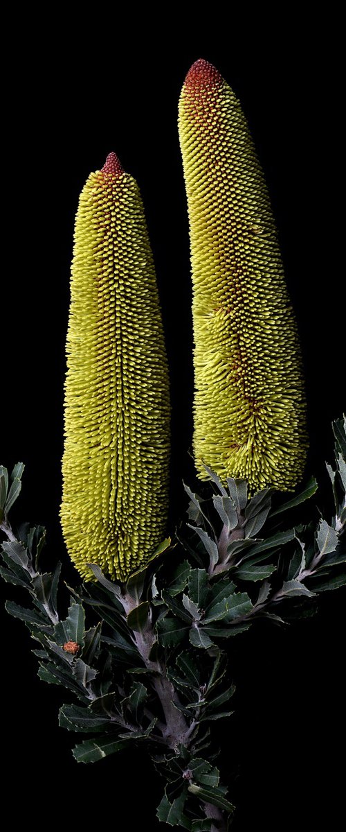 Cut-Leaf Banksia by Nadia Culph