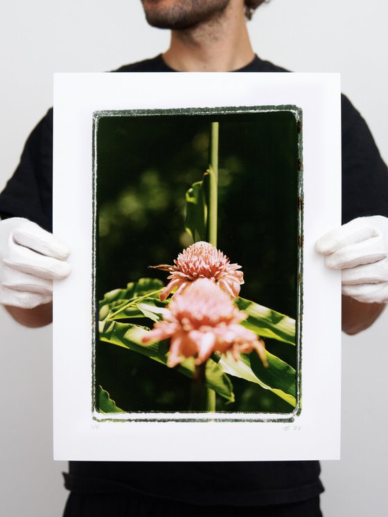 Wild Ginger, Limited Edition C-type print