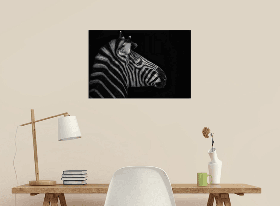 Zebra head