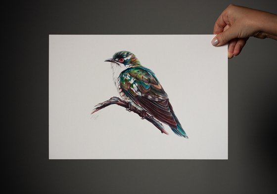 Birds Collection VI
