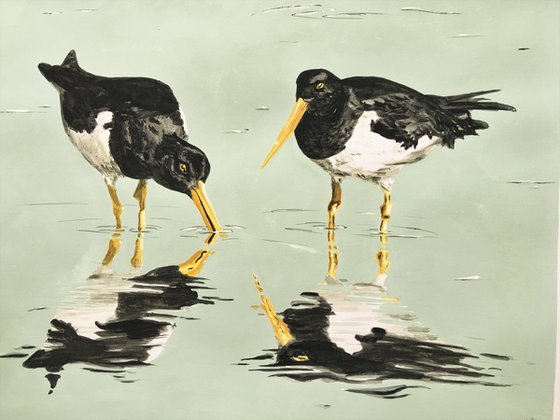 Oystercatchers Wading