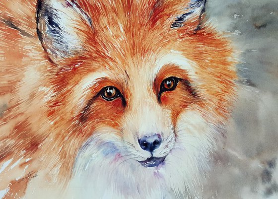 Red Fox_Velvet