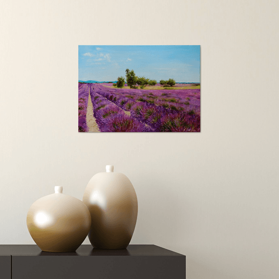 Lavender Field Morning Light