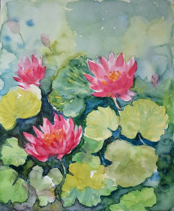 Three Water Lilies in a Pond  - Lily Pond