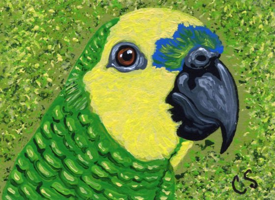 ACEO ATC Original Painting Blue Front Amazon Parrot Bird Art-Carla Smale