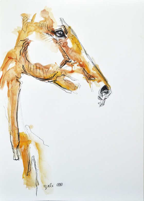 Equine Nude 60t