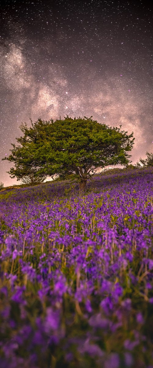 'Purple Dreams' Milky Way Bluebell Giclée Fine Art Print by Chad Powell