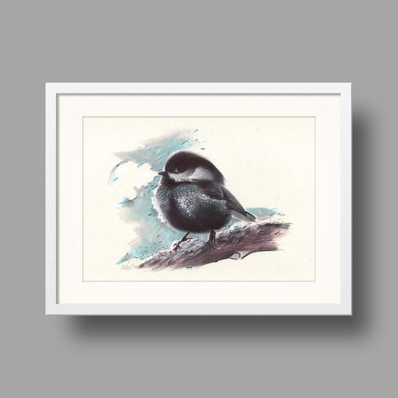 Coal Tit