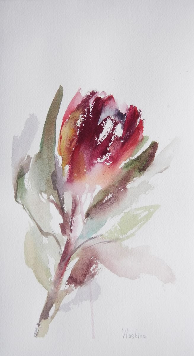 Protea study. by Alla Vlaskina