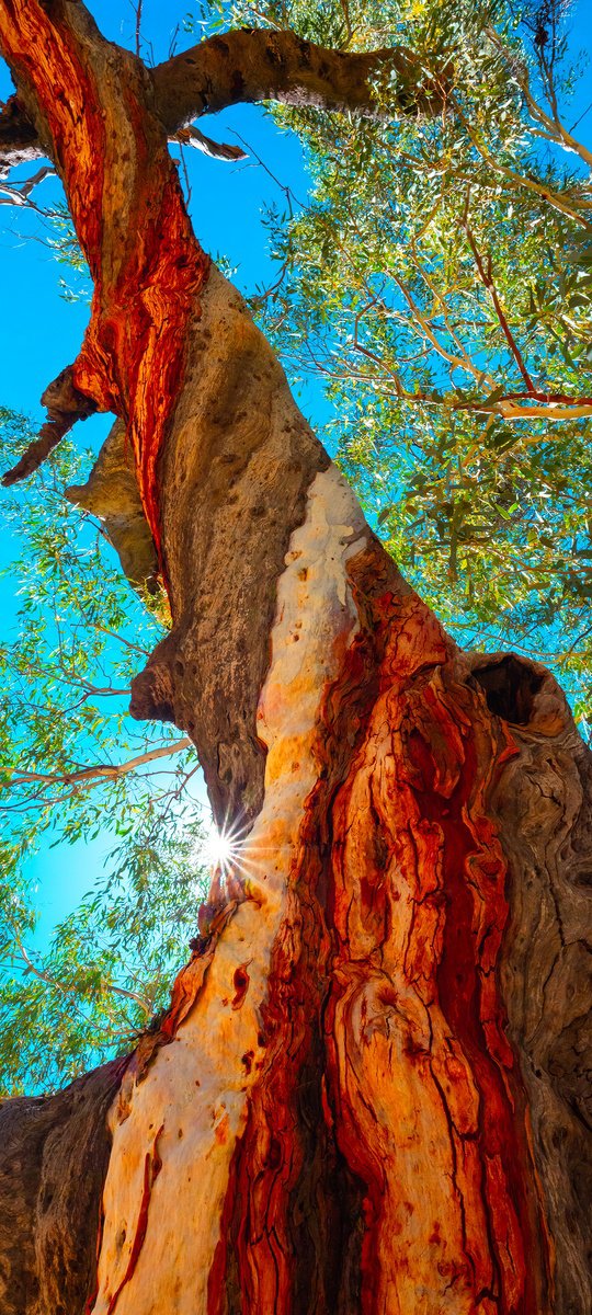 Photorealistic Landscape Photograph By Nick Psomiadis, 24 X 52", Twisted Gum, Original Artwork