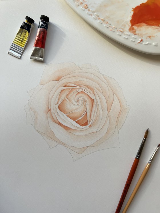 Pastel rose. Original watercolor artwork
