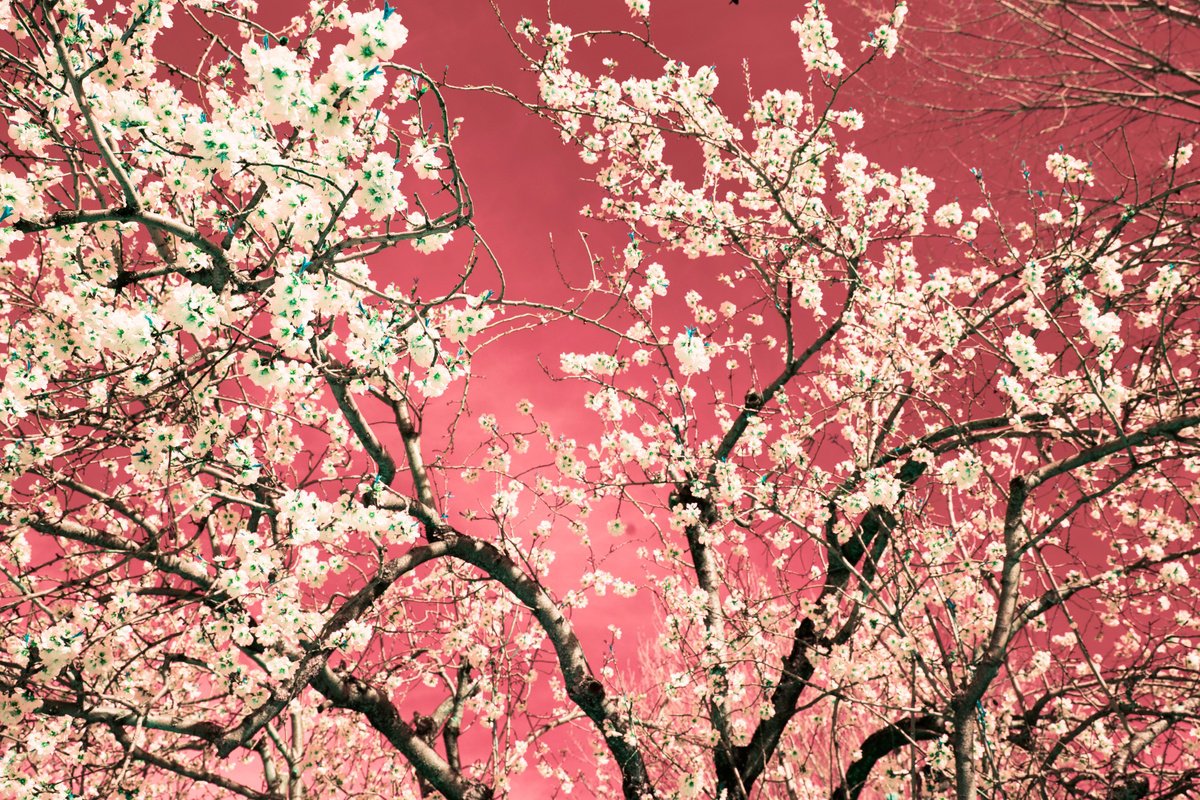 Impressionistic Botanical Photograph By Viet Ha Tran, 28 X 20", Nature And Seasons Iv, Original Artwork