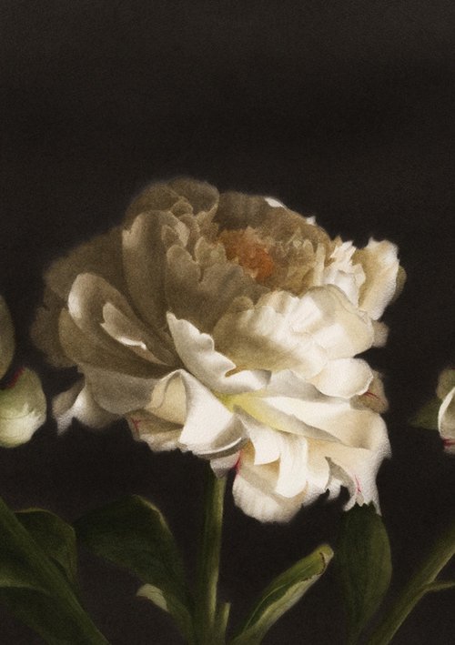 Her Majesty - Peonies by Arunas Vilkevicius